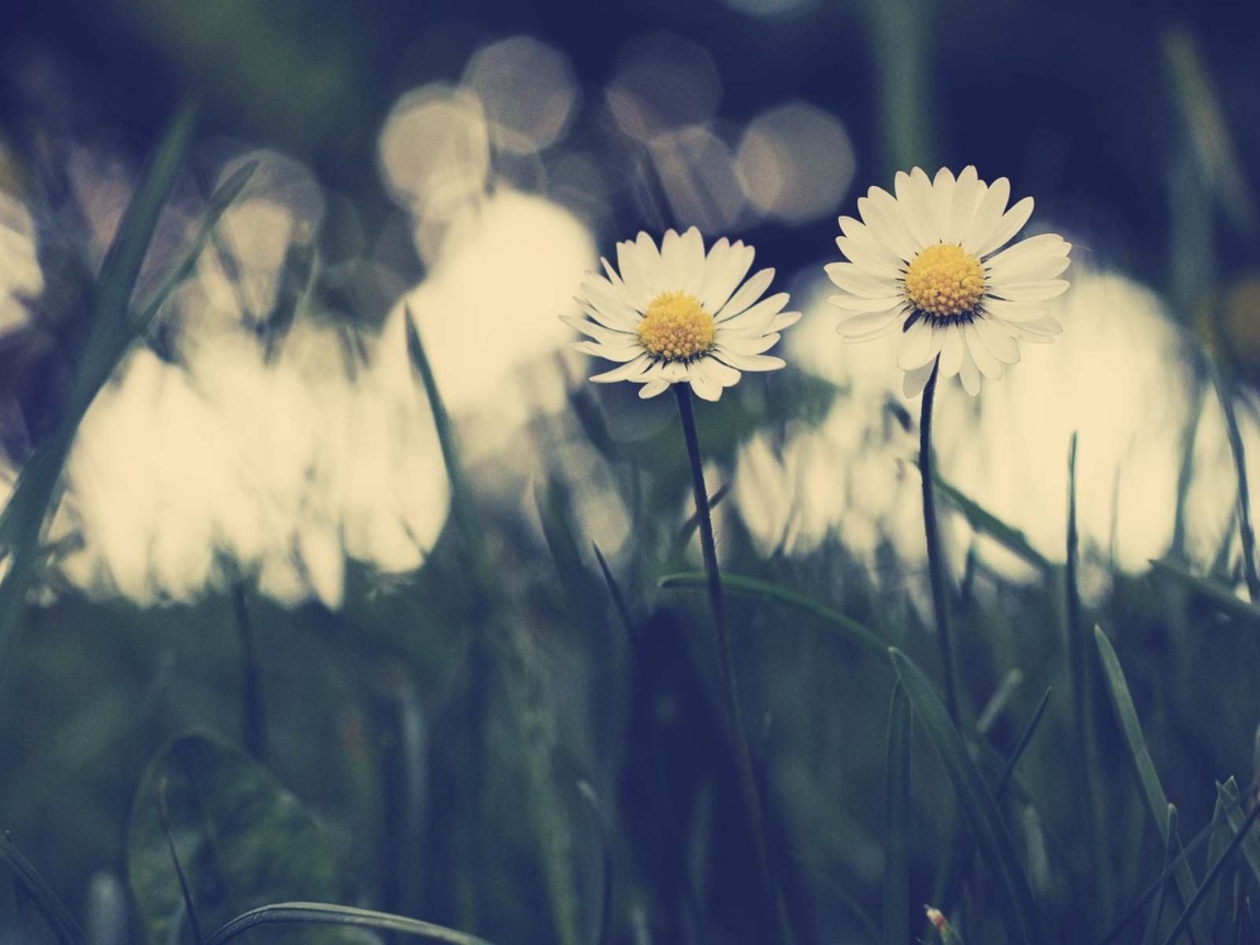 Das White Daisies Wallpaper 1152x864