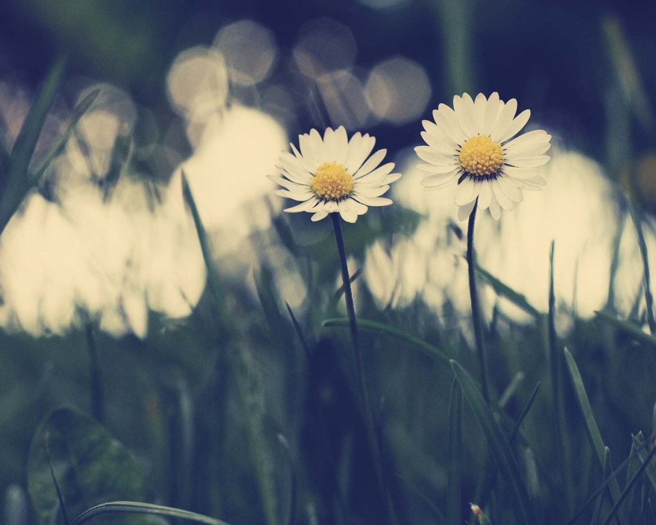 White Daisies wallpaper 1280x1024