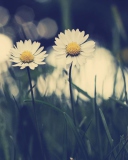 Das White Daisies Wallpaper 128x160