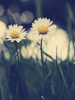 Fondo de pantalla White Daisies 240x320