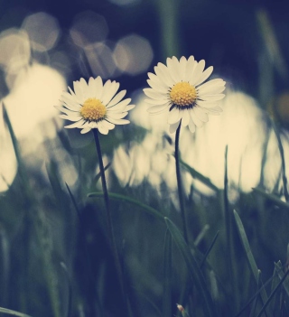 Free White Daisies Picture for Samsung Breeze B209