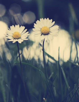 White Daisies - Fondos de pantalla gratis para Nokia C6