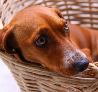 Kostenloses Dog In Basket Wallpaper für iPad Air