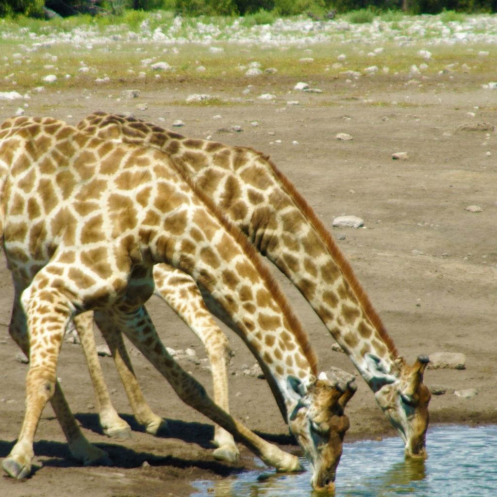 Das Giraffes Drinking Water Wallpaper 1024x1024