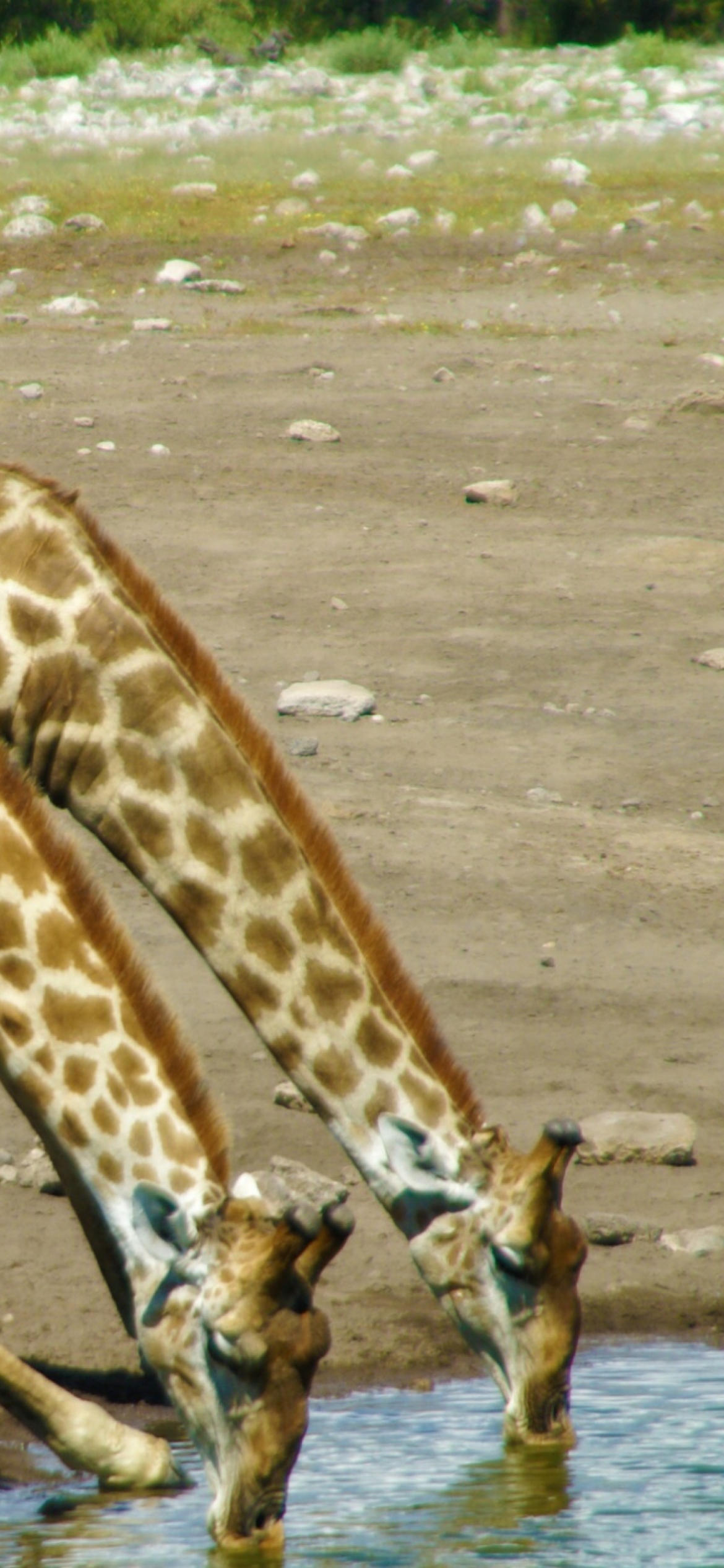 Fondo de pantalla Giraffes Drinking Water 1170x2532