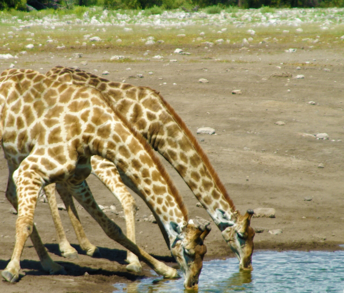 Giraffes Drinking Water wallpaper 1200x1024