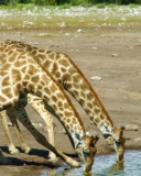 Giraffes Drinking Water wallpaper 128x160