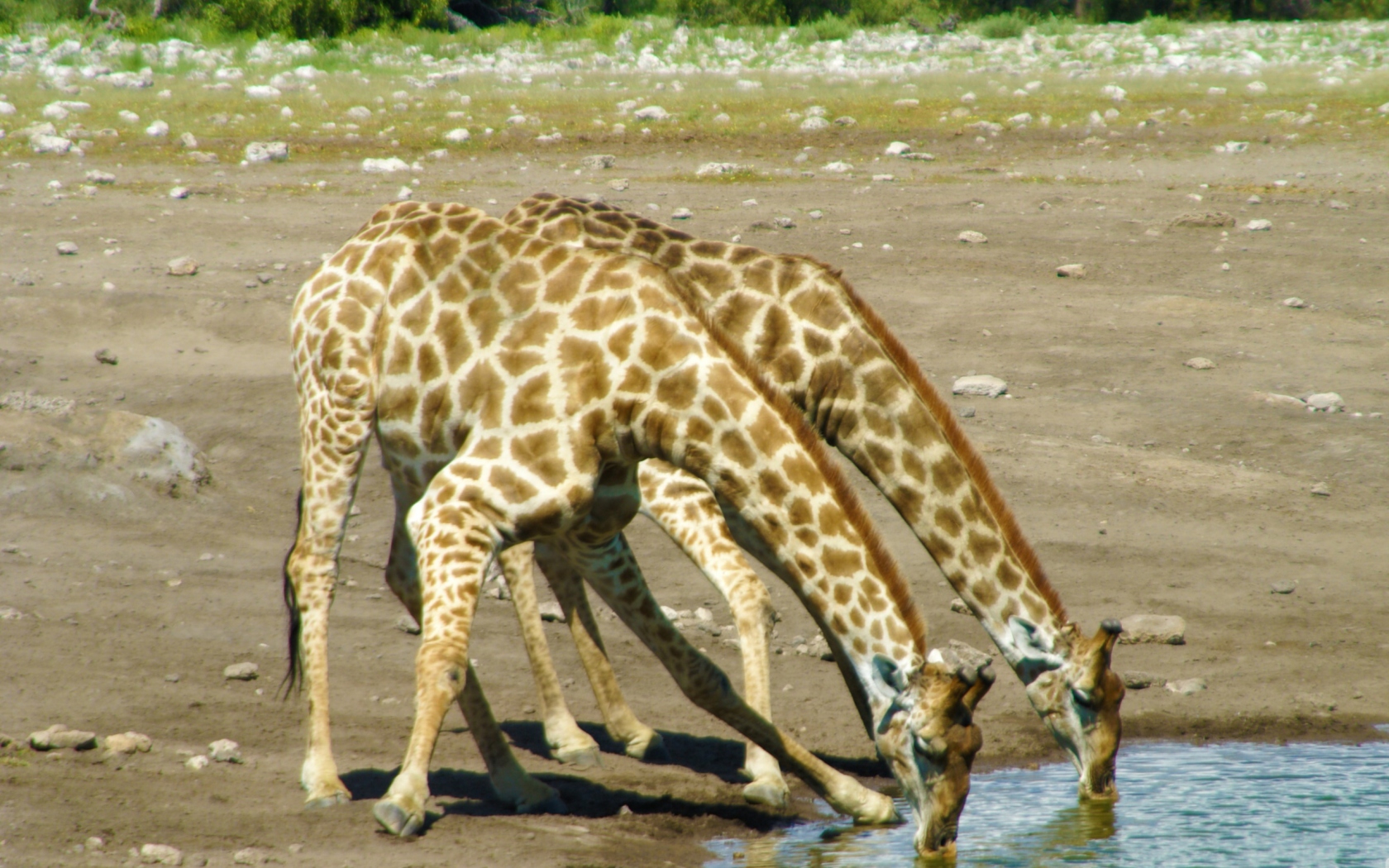 Das Giraffes Drinking Water Wallpaper 1680x1050