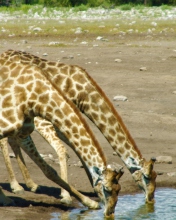 Обои Giraffes Drinking Water 176x220