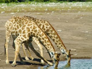Обои Giraffes Drinking Water 320x240