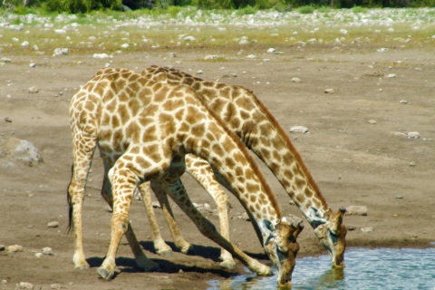 Giraffes Drinking Water wallpaper 480x320