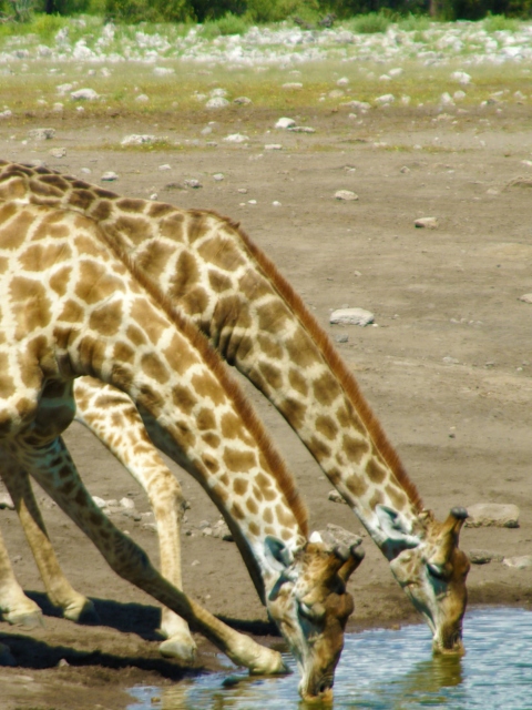 Giraffes Drinking Water screenshot #1 480x640