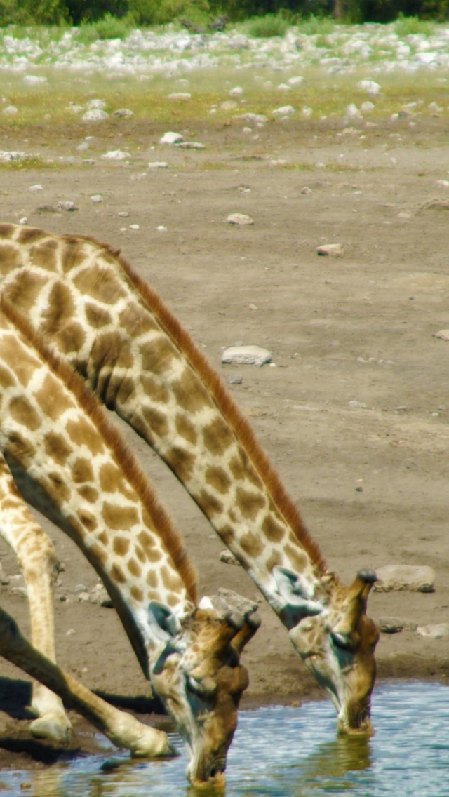 Giraffes Drinking Water wallpaper 640x1136