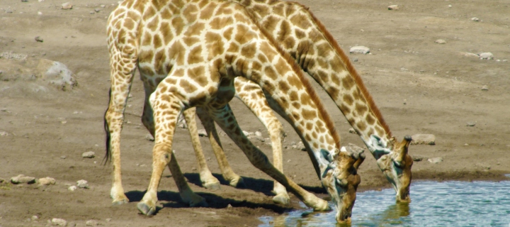 Обои Giraffes Drinking Water 720x320