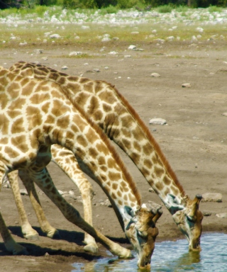 Giraffes Drinking Water sfondi gratuiti per iPhone 4S