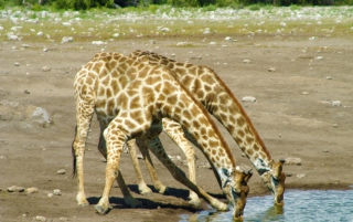 Free Giraffes Drinking Water Picture for Android, iPhone and iPad