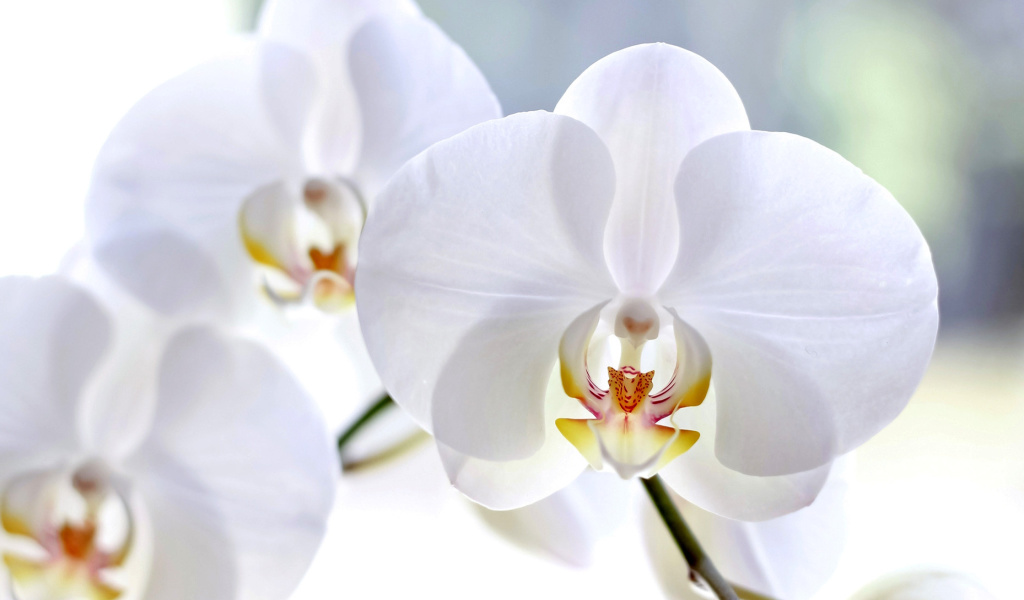 White Orchid wallpaper 1024x600