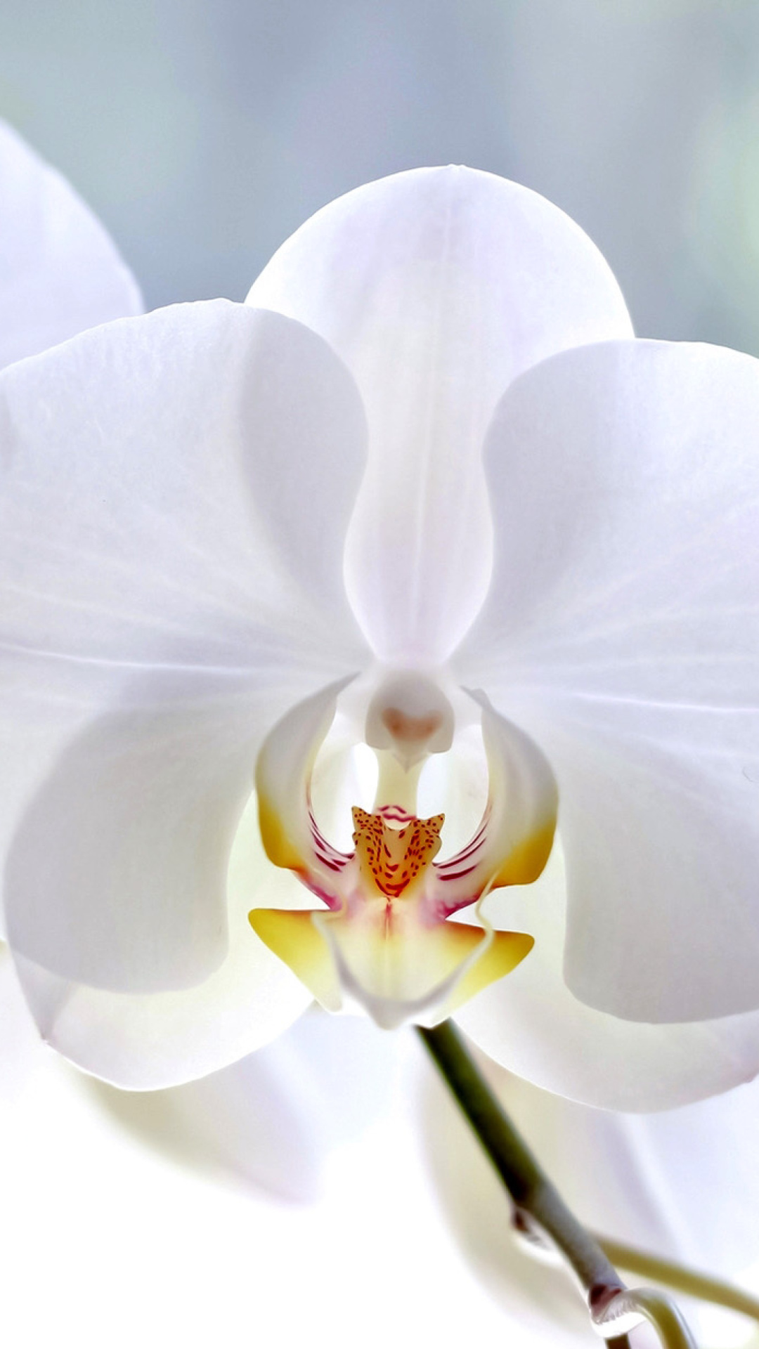 White Orchid wallpaper 1080x1920