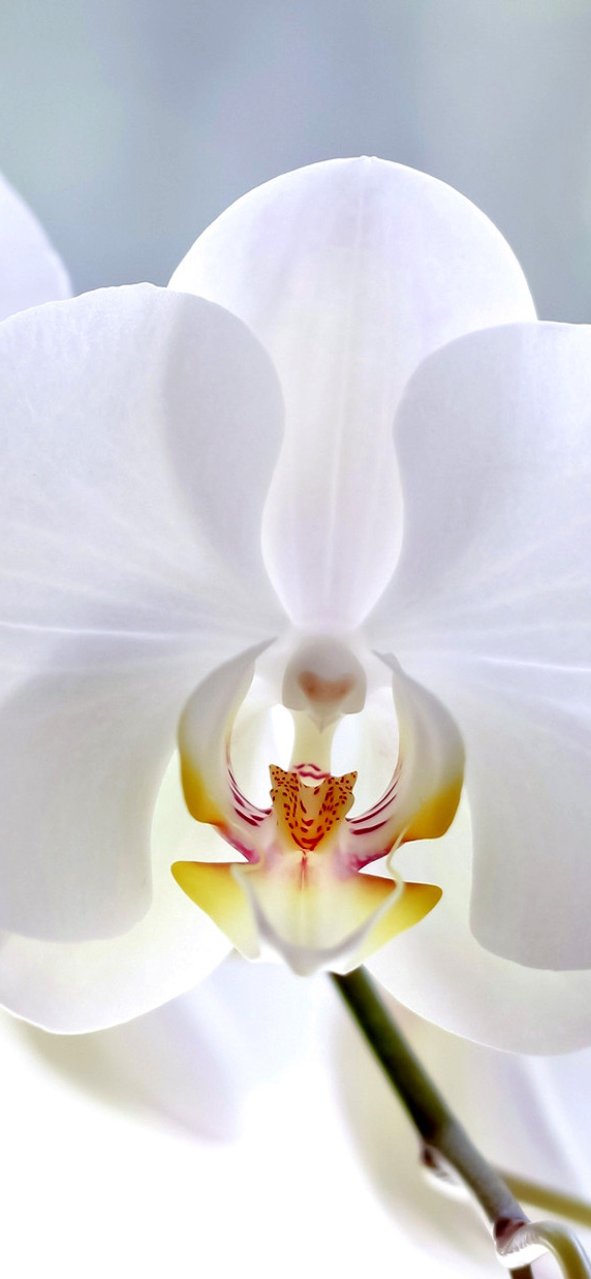 White Orchid wallpaper 1170x2532