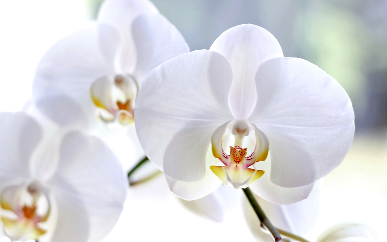 White Orchid wallpaper 1280x800