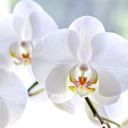 White Orchid wallpaper 128x128