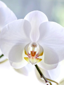 Fondo de pantalla White Orchid 132x176