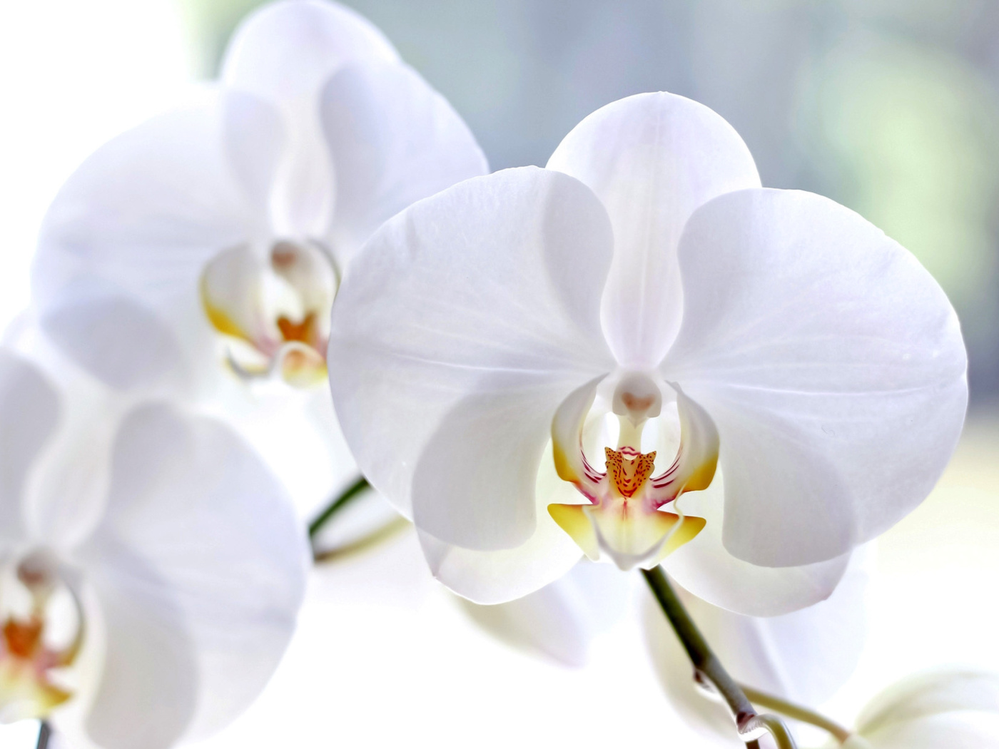 White Orchid wallpaper 1400x1050