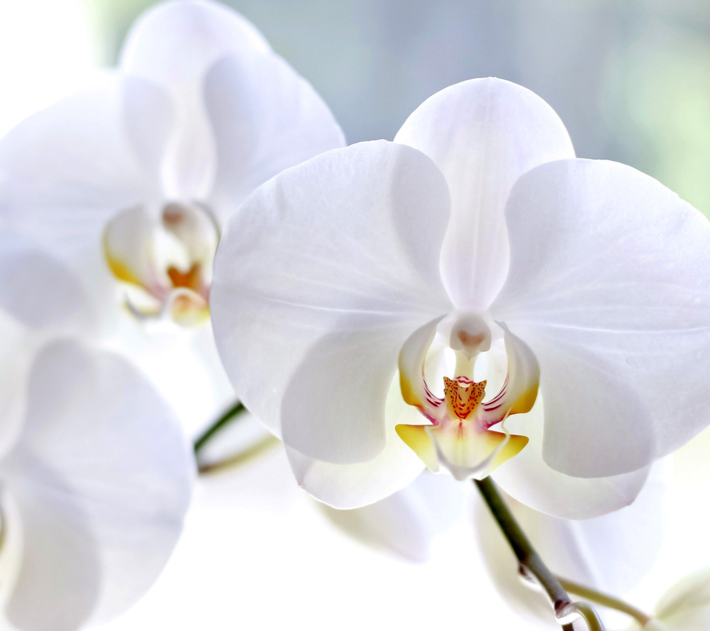 White Orchid wallpaper 1440x1280