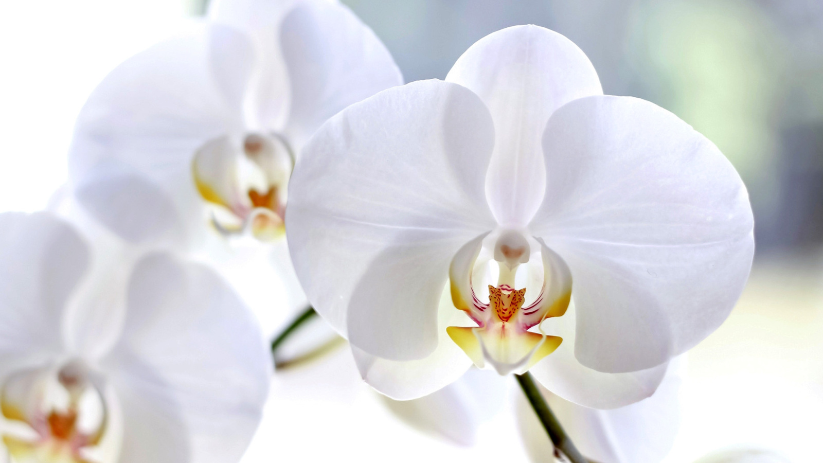 Sfondi White Orchid 1600x900