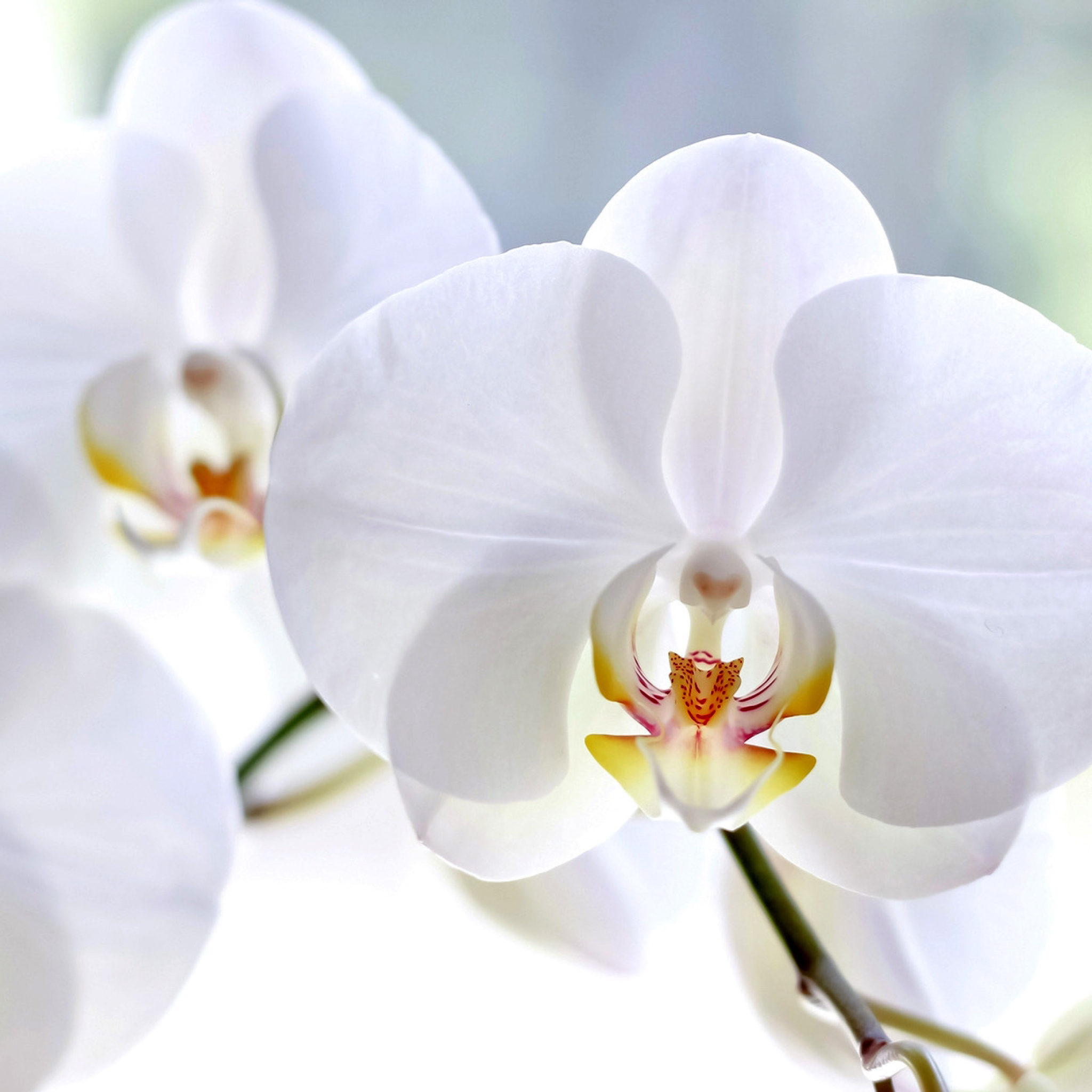 White Orchid wallpaper 2048x2048