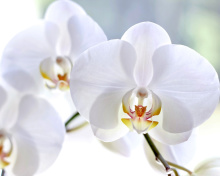 Fondo de pantalla White Orchid 220x176