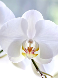 White Orchid wallpaper 240x320