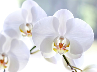 Das White Orchid Wallpaper 320x240