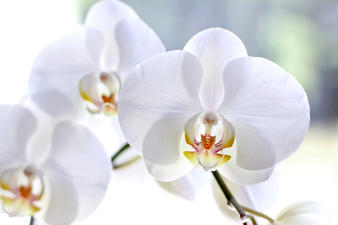 Fondo de pantalla White Orchid 480x320