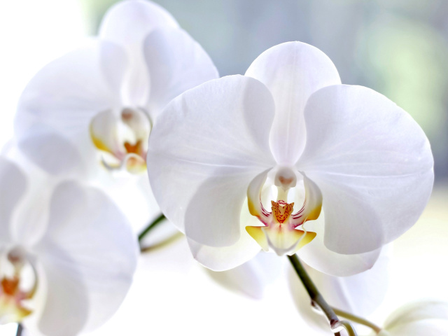 White Orchid wallpaper 640x480