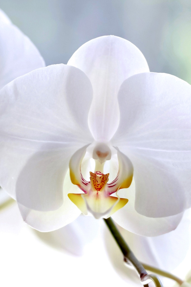 White Orchid wallpaper 640x960