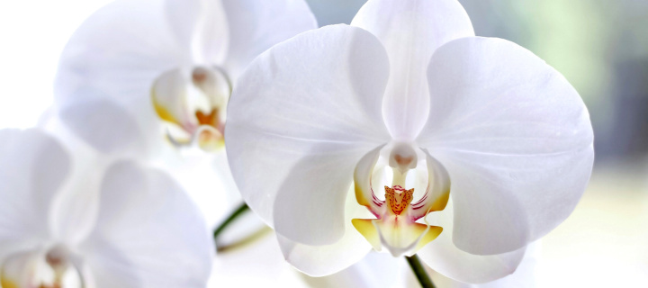 White Orchid wallpaper 720x320