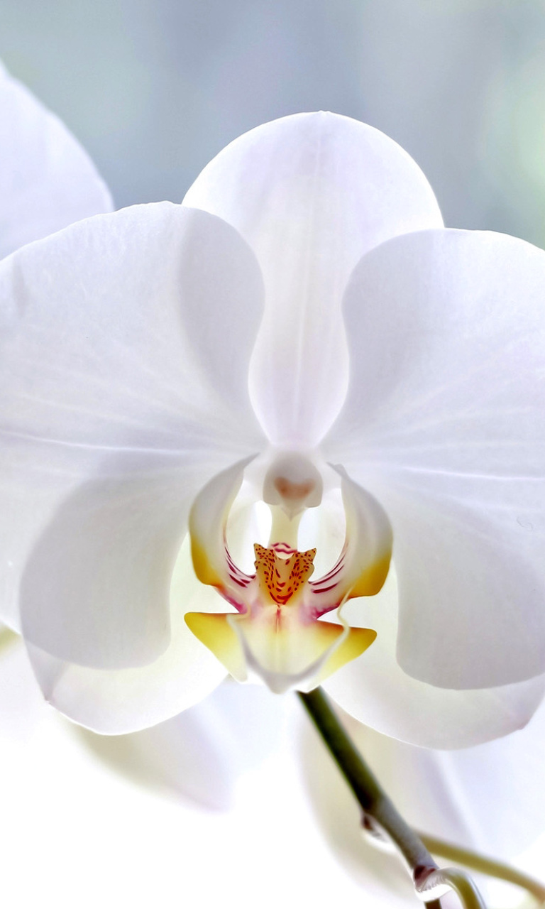 White Orchid wallpaper 768x1280