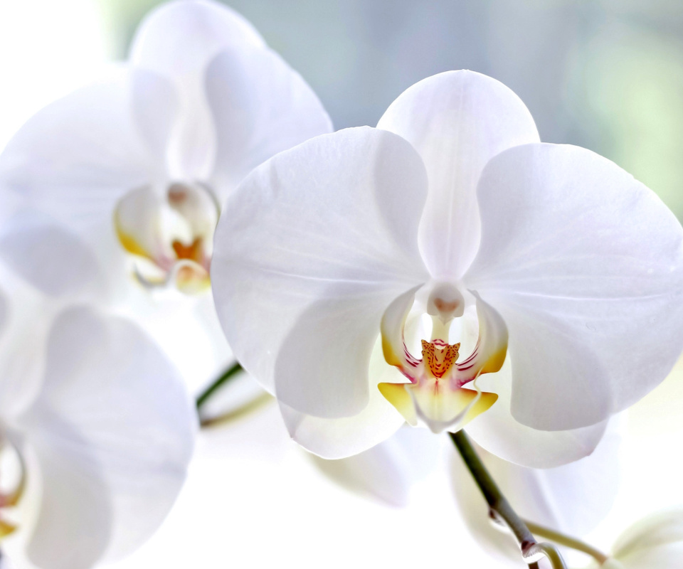 White Orchid wallpaper 960x800