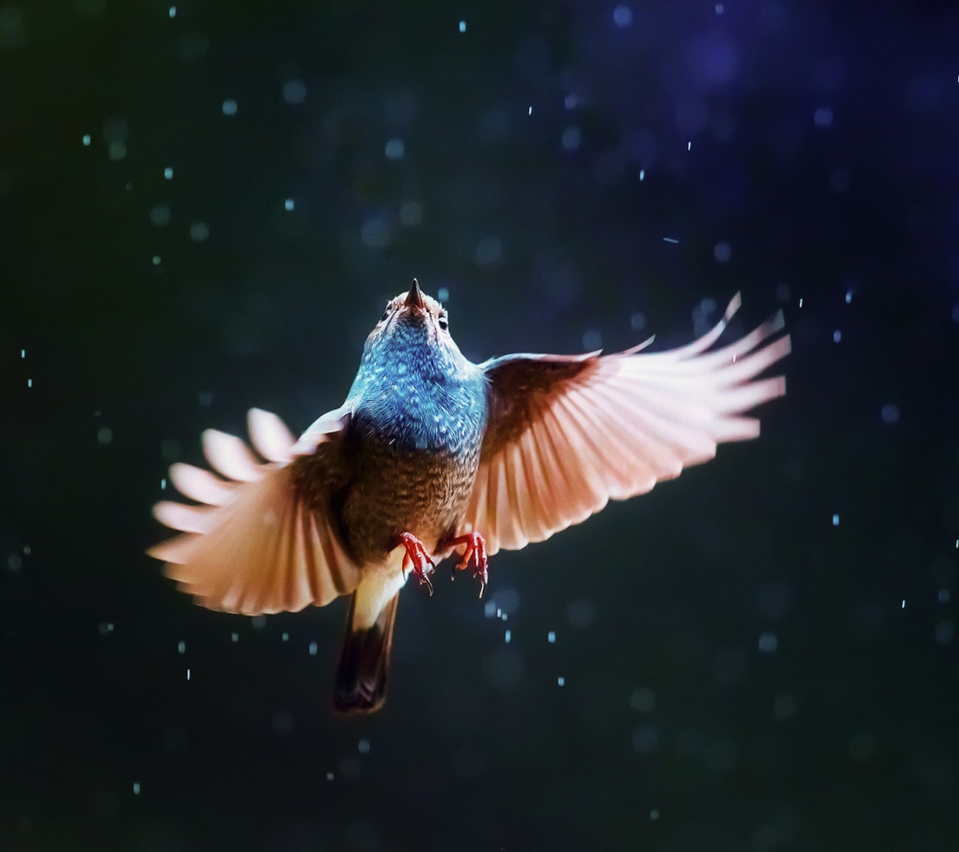 Das Bird Flying Under Rain Wallpaper 1080x960