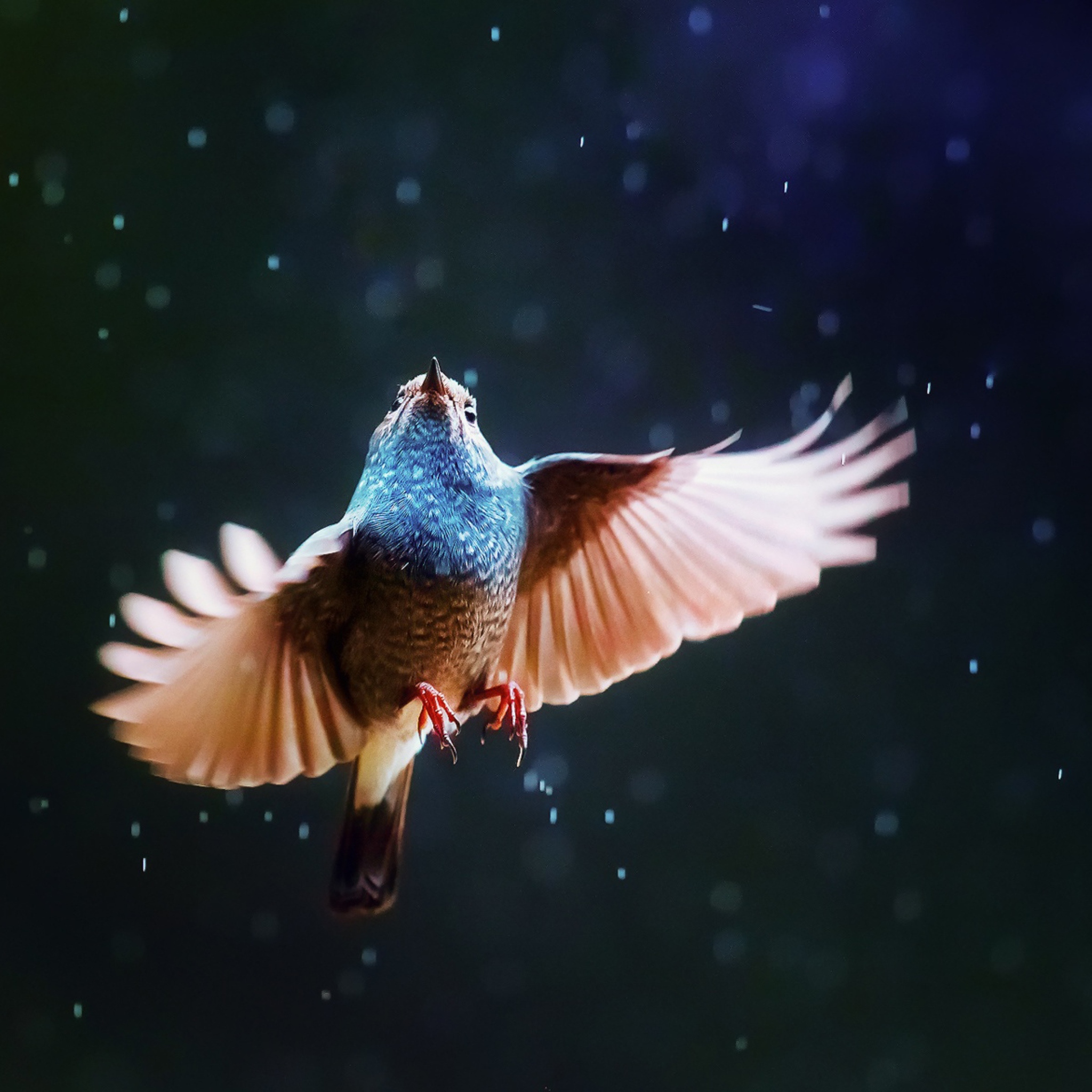 Das Bird Flying Under Rain Wallpaper 2048x2048