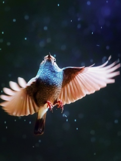 Das Bird Flying Under Rain Wallpaper 240x320