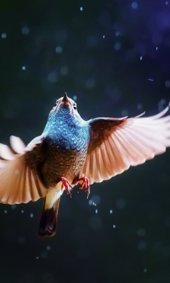 Das Bird Flying Under Rain Wallpaper 240x400