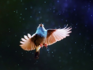 Das Bird Flying Under Rain Wallpaper 320x240
