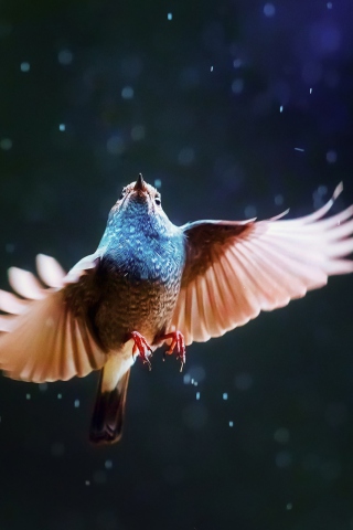 Fondo de pantalla Bird Flying Under Rain 320x480