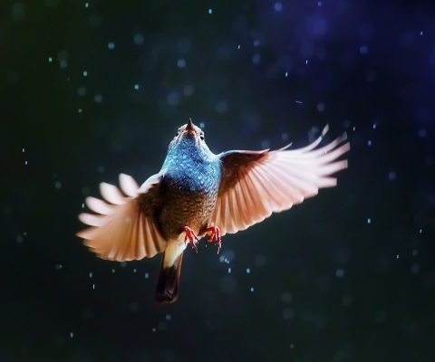 Sfondi Bird Flying Under Rain 480x400