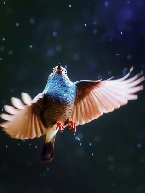 Bird Flying Under Rain wallpaper 480x640