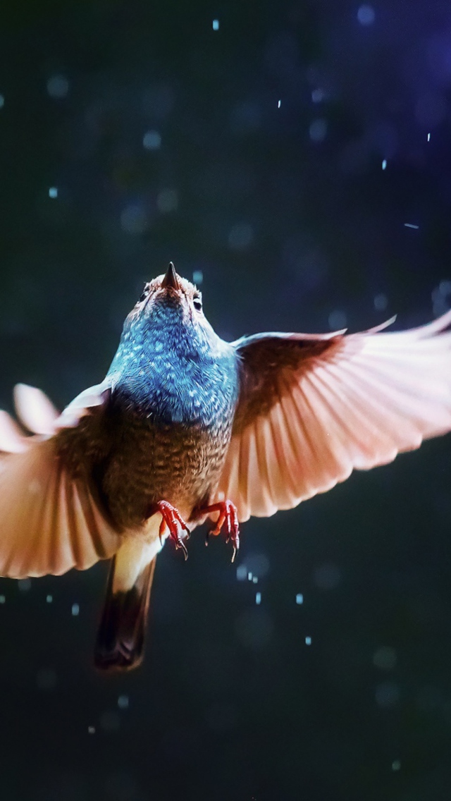 Fondo de pantalla Bird Flying Under Rain 640x1136