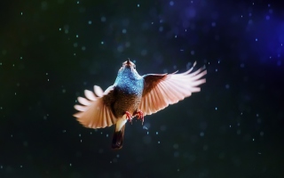 Free Bird Flying Under Rain Picture for Android, iPhone and iPad