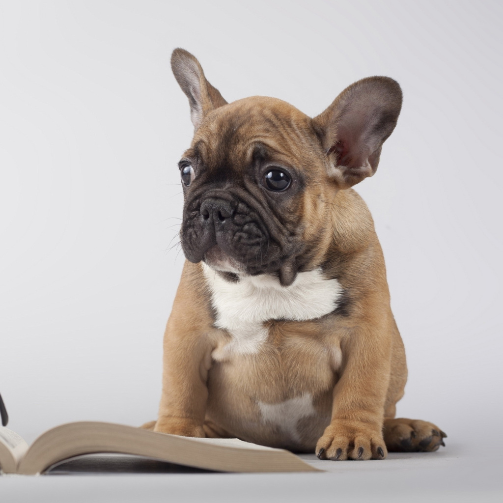 Fondo de pantalla Pug Puppy with Book 1024x1024